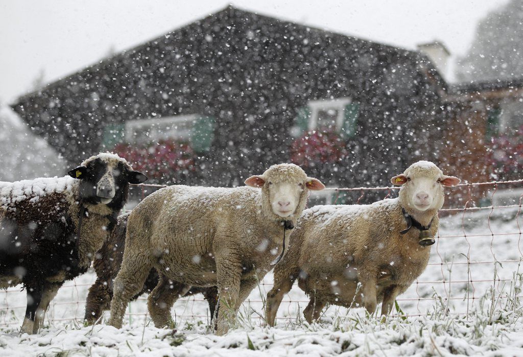 Schafe weiden im dichten Schneetreiben auf einer Herbstweide in Malix oberhalb Chur auf rund 1100 Meter ueber Meer, am Montag, 15. Oktober 2012. Die Schneegrenze fiel am Montag in Nordbuenden bis auf rund 700 Meter ueber Meer. (KEYSTONE/Arno Balzarini)
