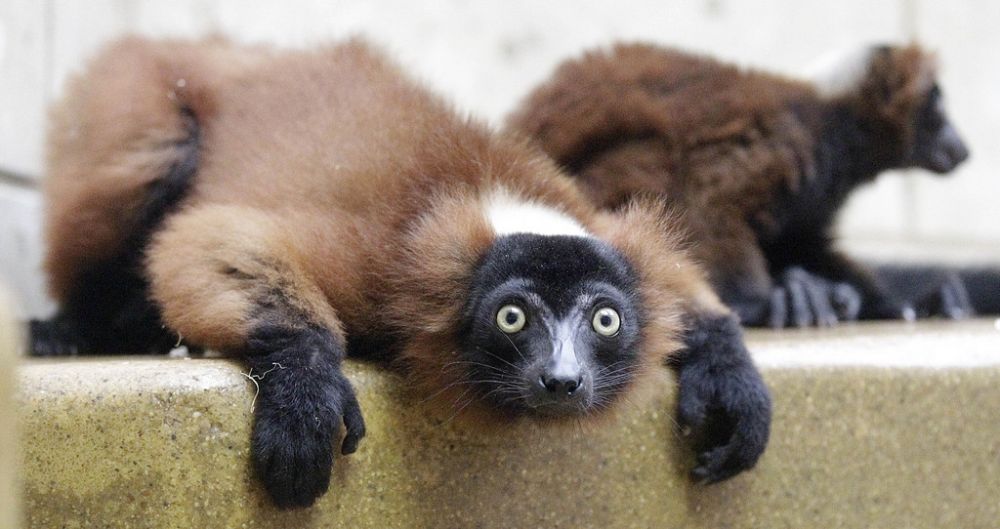 les lémuriens de Madagascar figurent désormais parmi les primates les plus menacés de la planète.