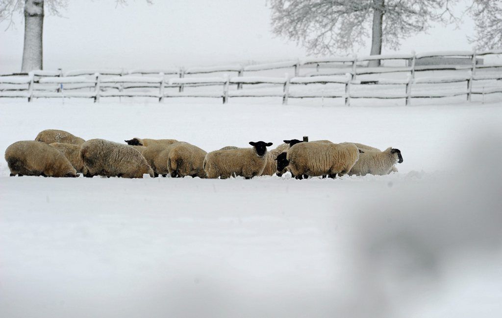 Quinze moutons sont morts du choc ou achevés par les policiers et la vétérinaire cantonale. 
