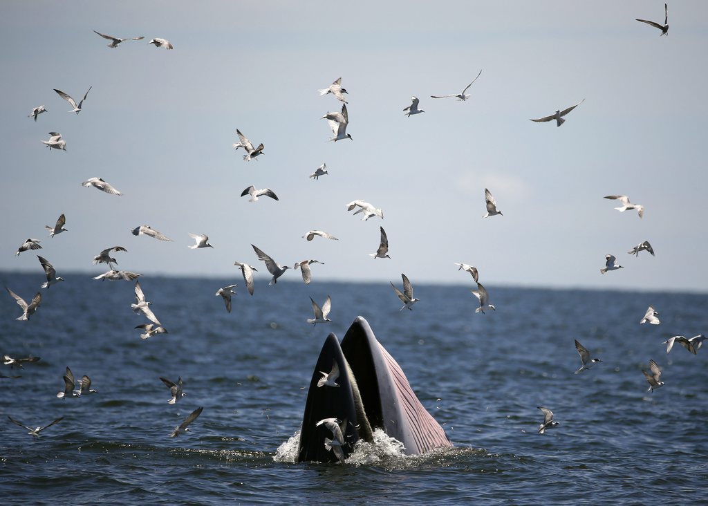 Cette baleine, un jeune mâle, est la dernière victime à avoir été retrouvée à peine vivante à proximité de la frontière avec la Malaisie.