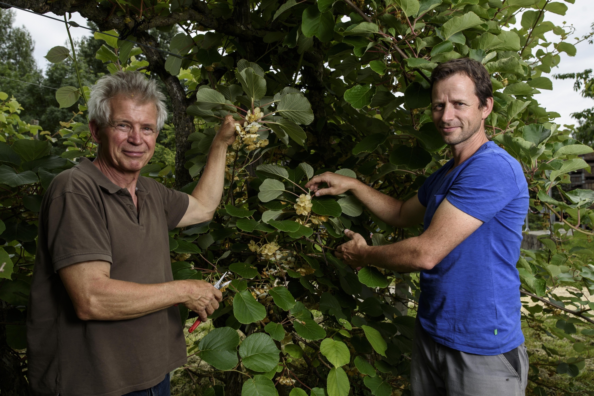 Dominique Streit (en brun) quitte la tête de la plus grande production suisse de kiwis bio. Il est remplacé par Matthias Faeh (en bleu)