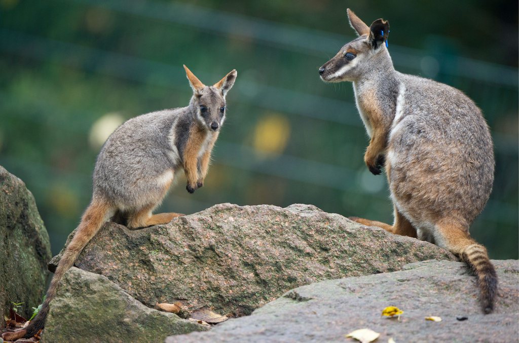 Les wallabies sont des animaux sauvages et nerveux.