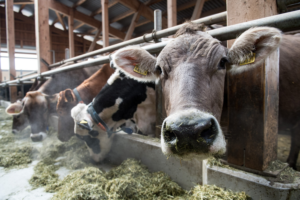 De courtes vidéos de deux à trois minutes permettent de découvrir l'agriculture suisse au travers de familles paysannes. (illustration)