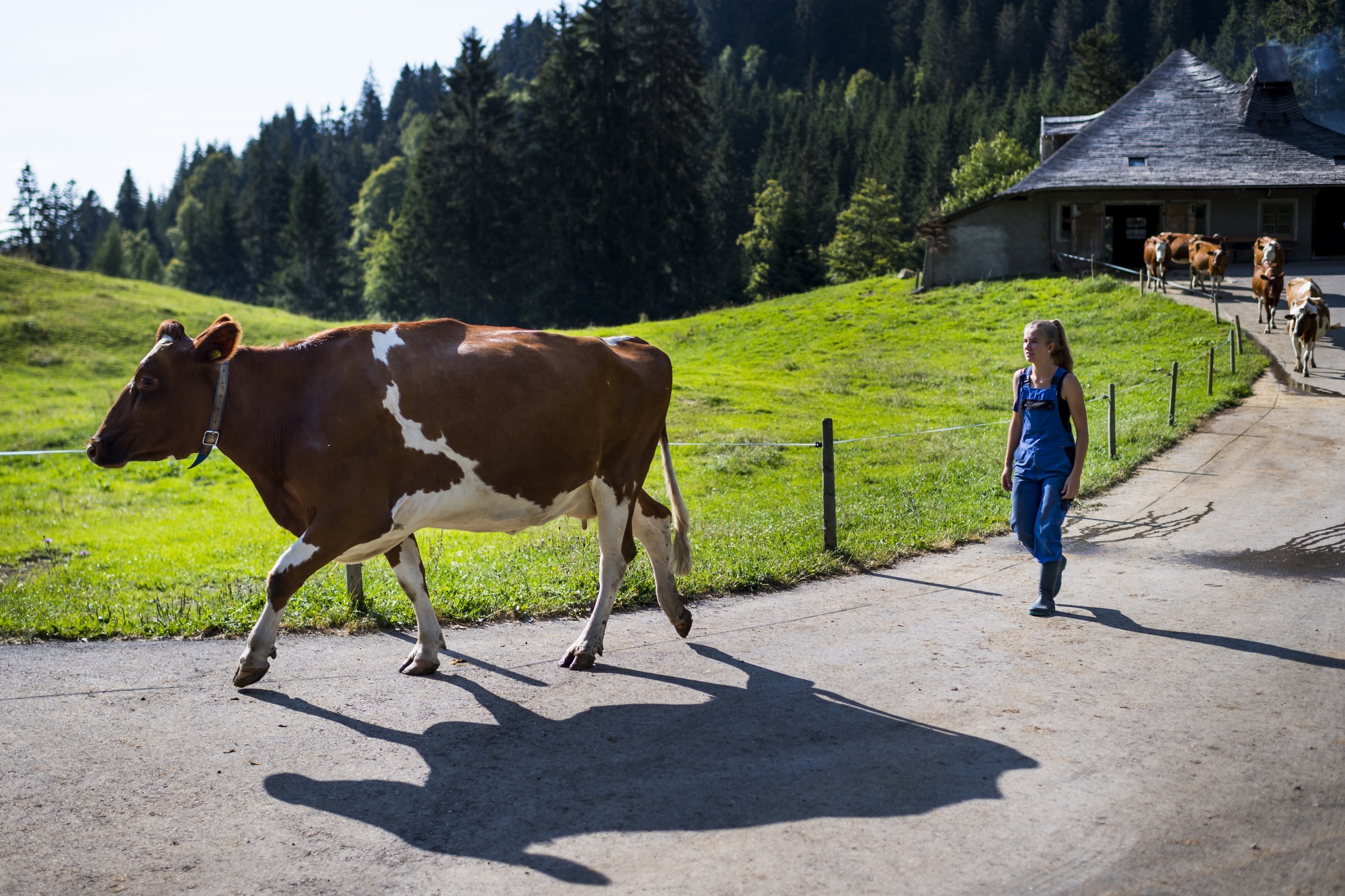 La jeune femme Lena Vauthey conduit les vaches a l’étable pour la traite ce mercredi 18 juillet 2018 sur l'alpage de La Cuva au dessus des Paccots. L'organisation de la Fête des Vignerons en 2019 doit sélectionner une quarantaine de vaches pour participer au spectacle de la Fête.