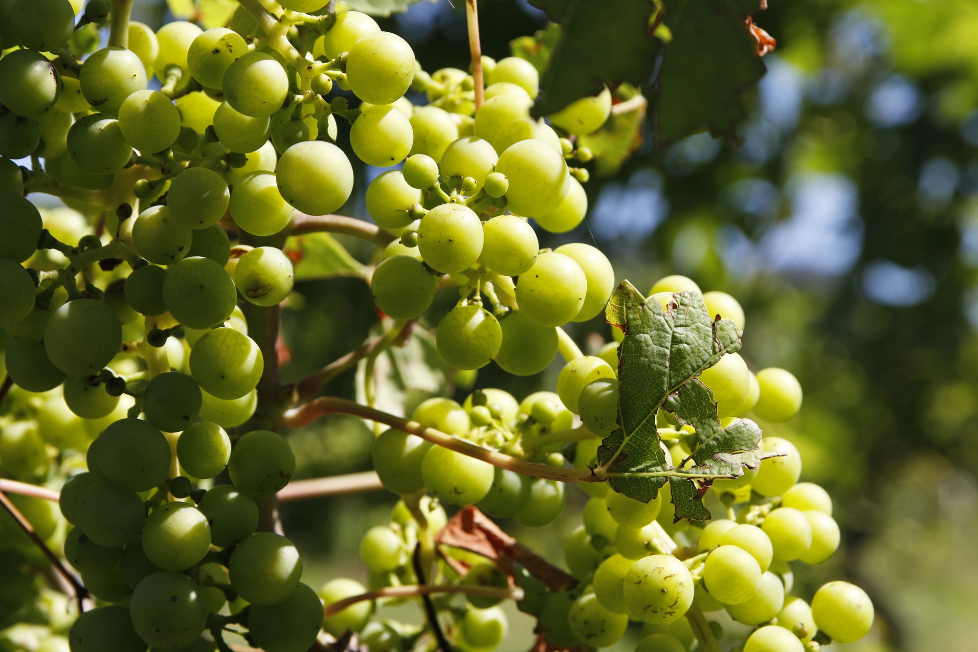 Le meilleur chasselas 2018 vient de Mont-sur Rolle.