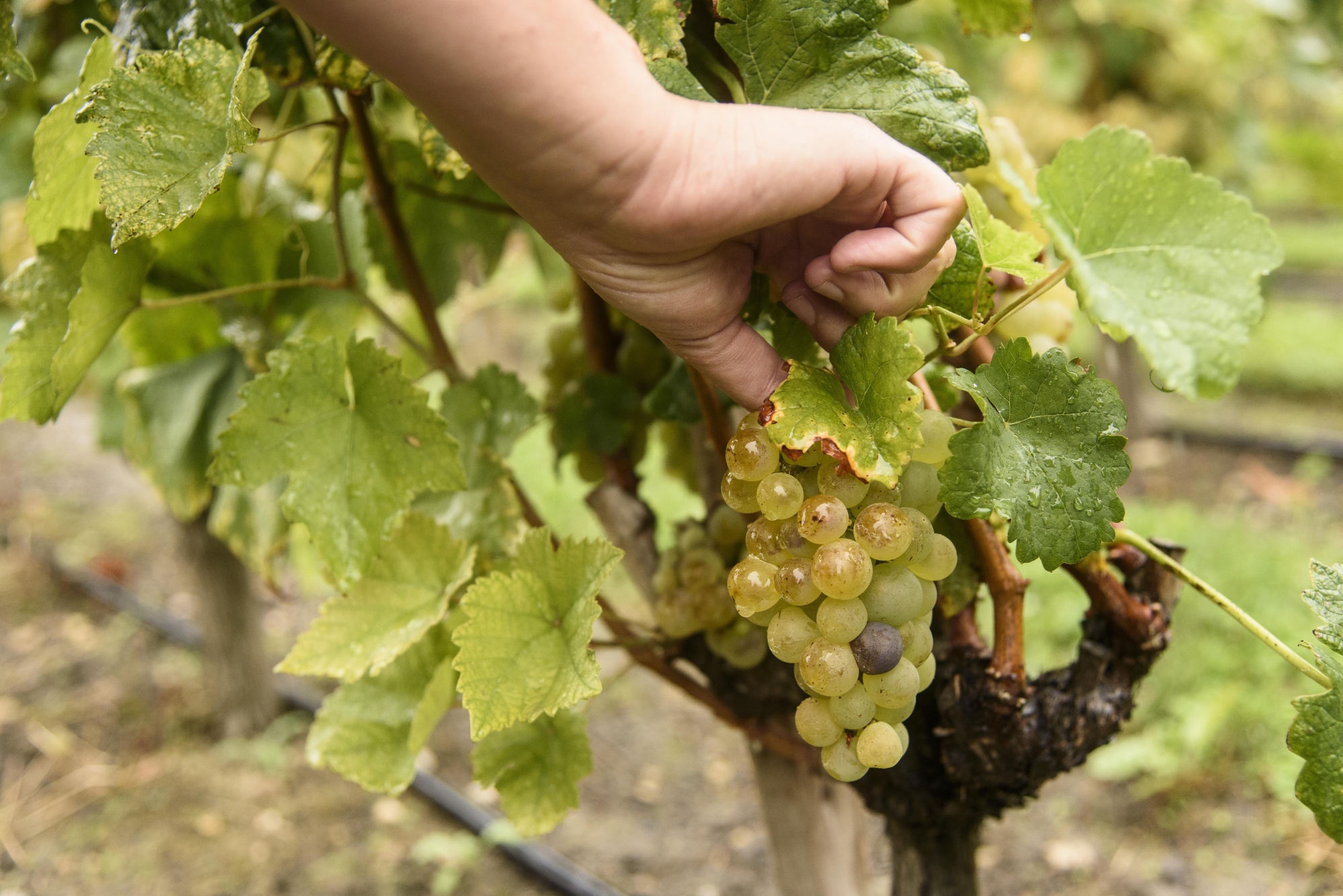 La grêle a provoqué des dommages pour les vignobles de la région.