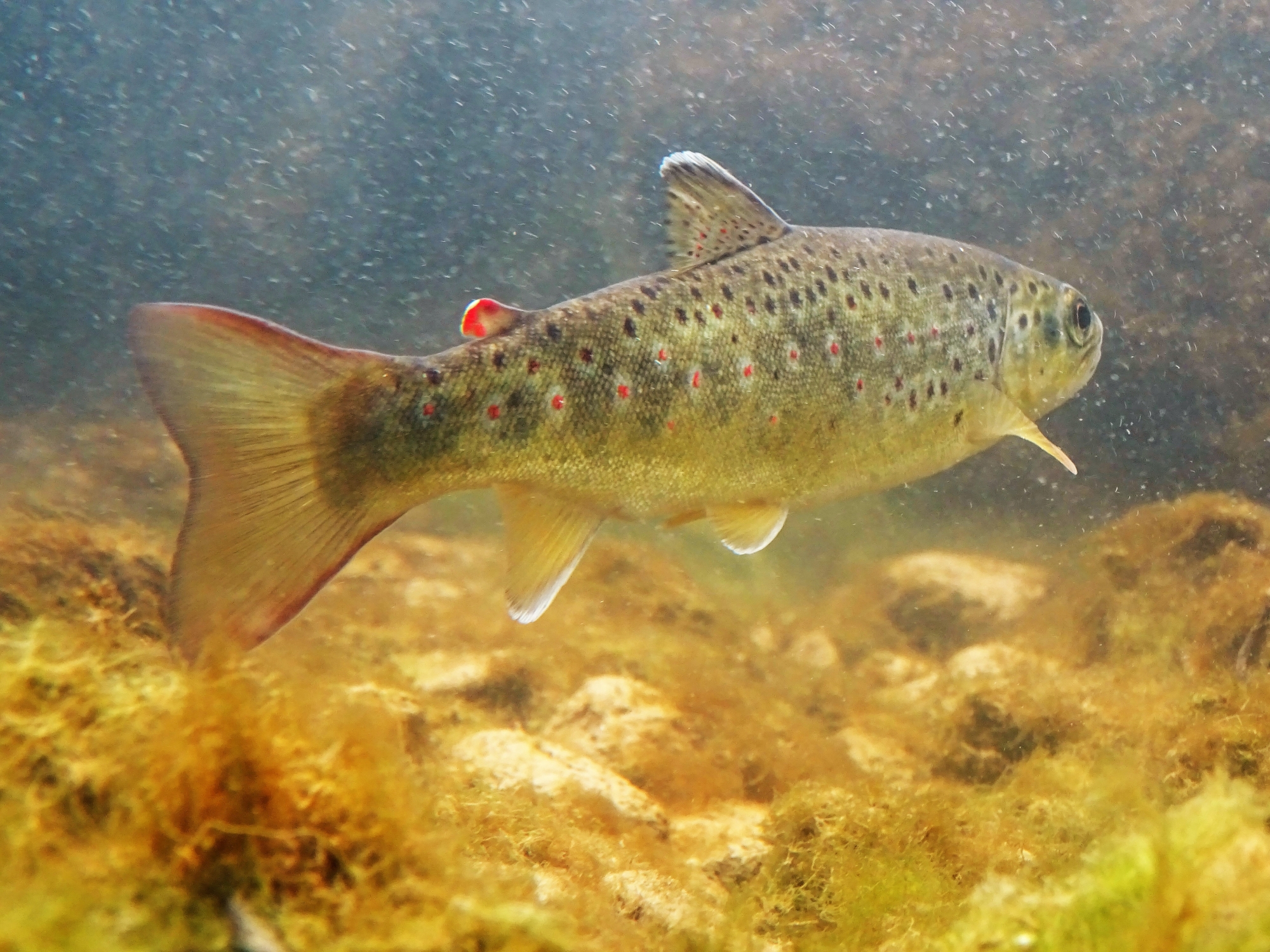 La truite commune est menacée par la hausse des températures des cours d'eau.