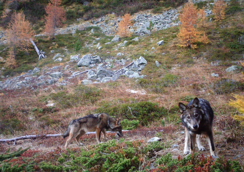 Trois à quatre meutes totalisant environ 50 loups sont recensées dans les Alpes suisses.