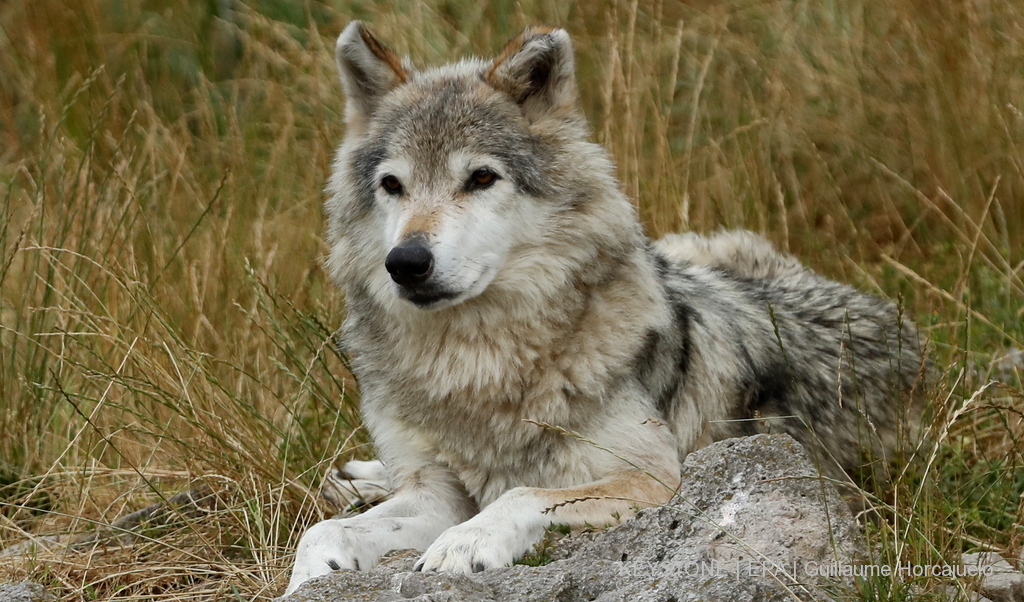 Des analyses plus approfondies ont été ordonnées afin de déterminer de quel loup il s'agit (illustration).