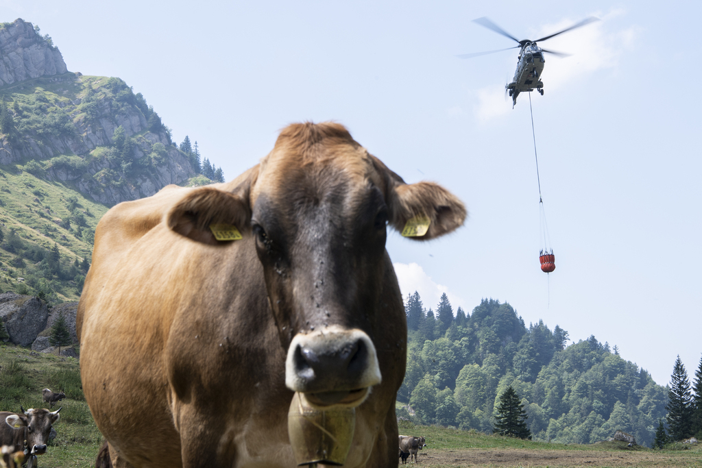 Les besoins en eau dans les alpages sont élevés: avec la canicule actuelle, une vache laitière boit plus de 100 litres par jour.