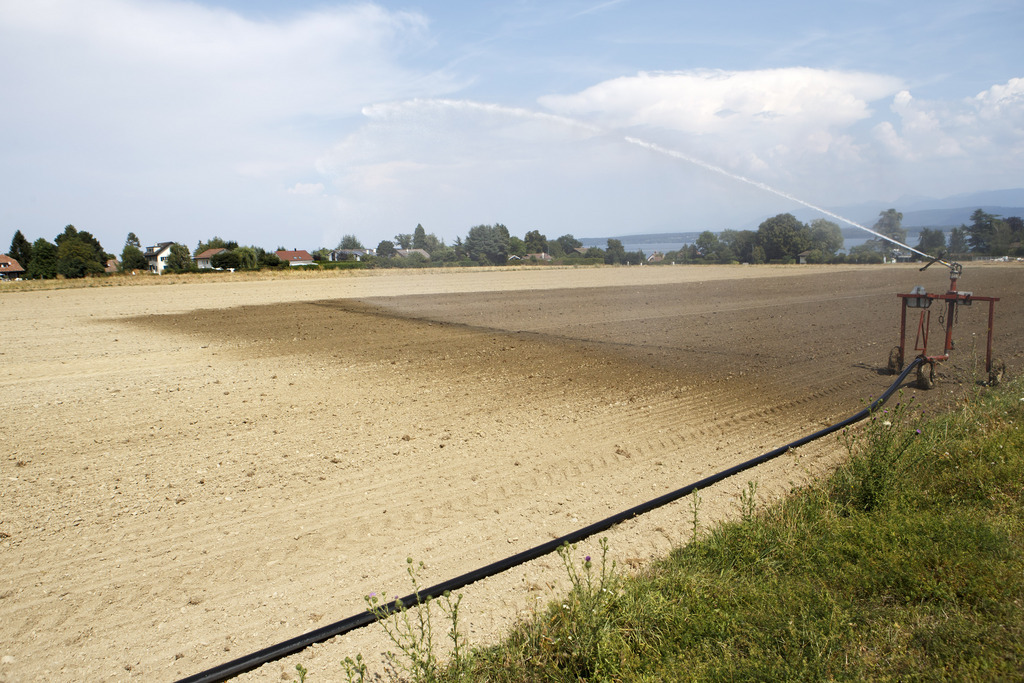 La vague de chaleur frappe toute la Suisse, comme ici à Founex, dans le canton de Vaud.