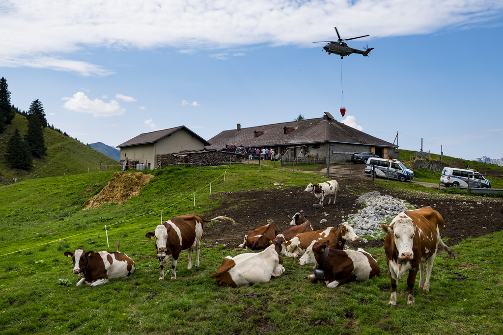 Un helicoptere Super Puma de l'Armée suisse apporte de l'eau dans un réservoir pour abreuver les vaches d'un paysan.