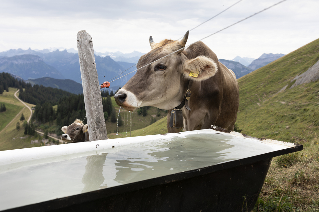 De nombreuses vaches helvétiques deviennent trop lourdes pour les fragiles prairies alpines, trop grosses pour les étables et trop voraces pour les agriculteurs. (illustration)