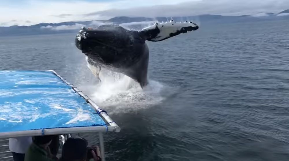 La baleine a bien failli atterrir sur le petit bateau!