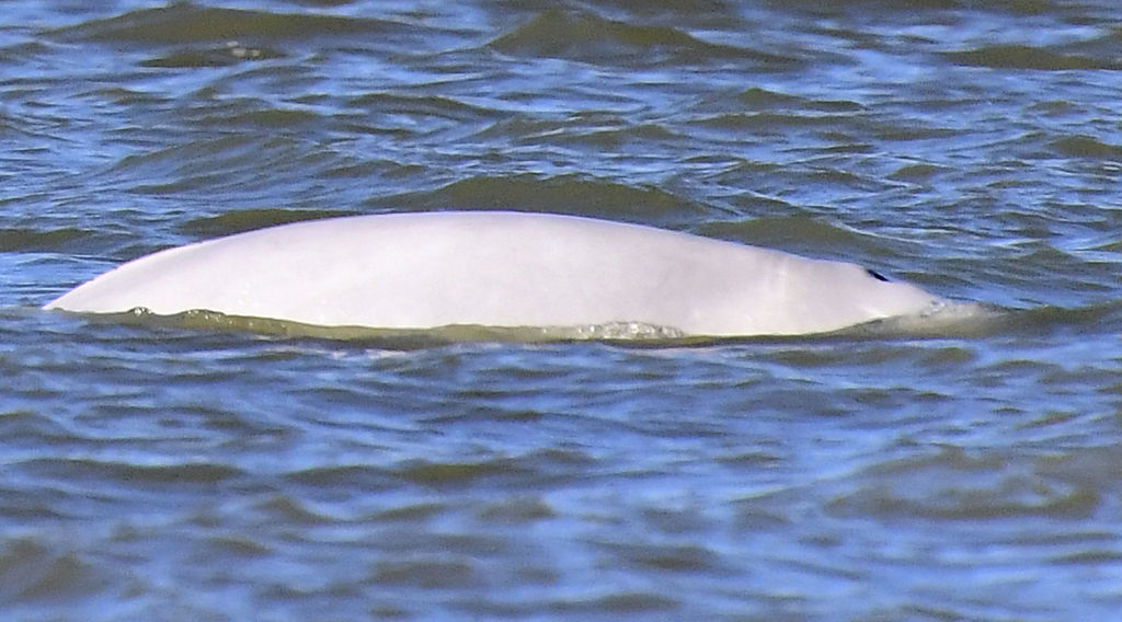 La population a été appelée à l'observer seulement depuis la rive, sans essayer de s'en approcher en bateau.