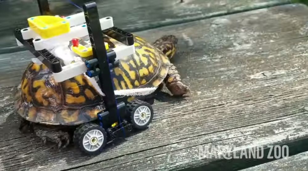 La tortue sauvage s'est très vite accommodée de ce nouveau moyen de locomotion.