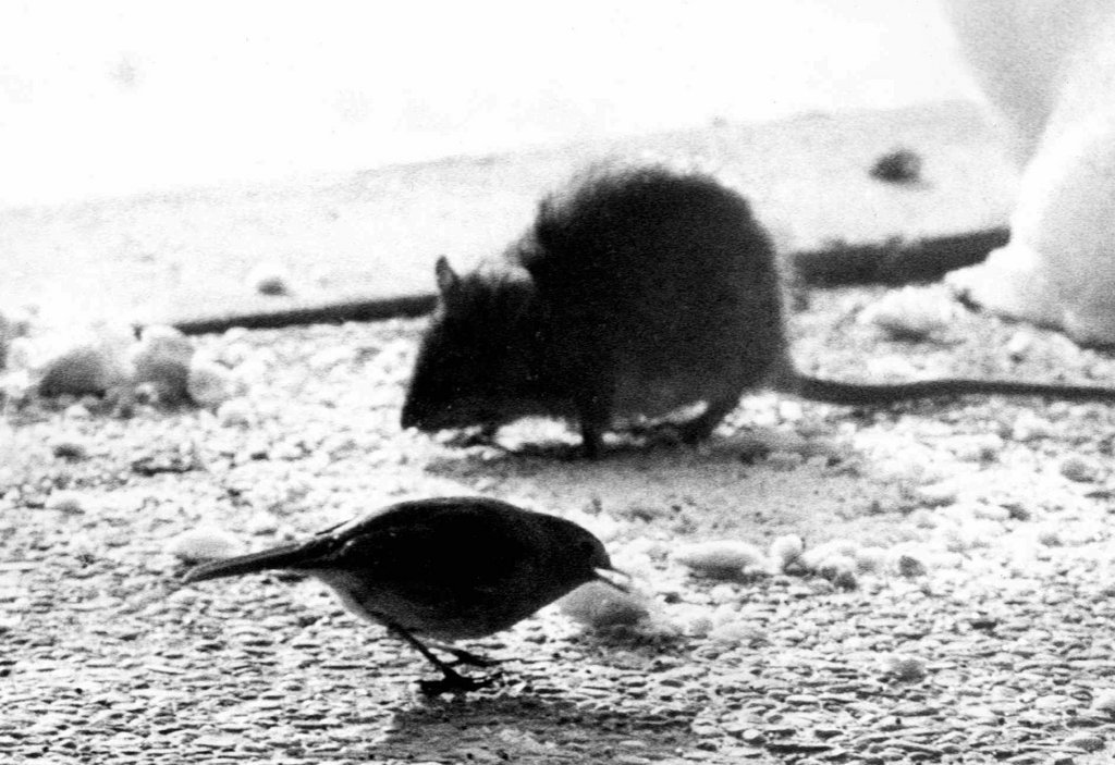 Des rats privent une partie du centre-ville de Bienne d'électricité