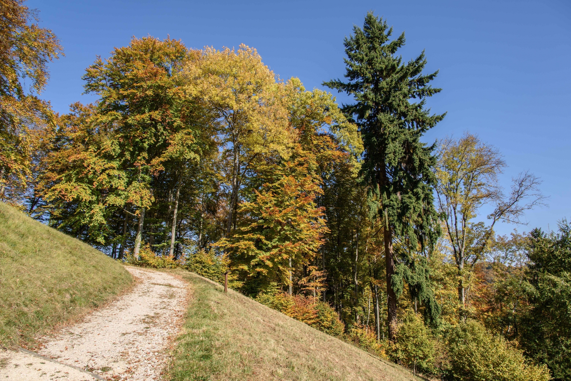 A Aubonne, l'Arboretum, dans ses habits d'automne, sera le décor d'une course à pied.