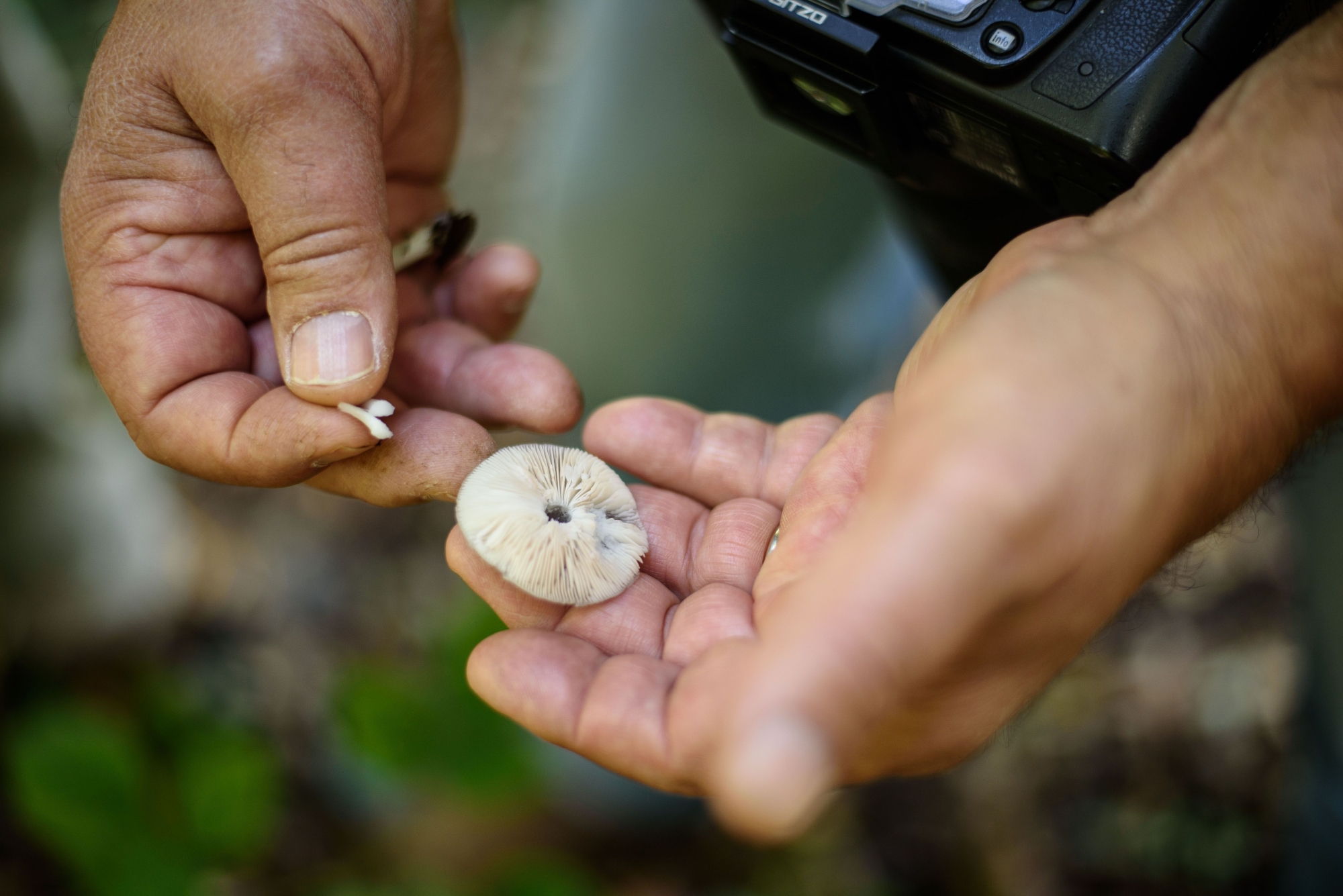 Les deux guides Vincent Fatton et Olivier Jean-Petit-Matil vous emmènerons à la découverte des champignons.