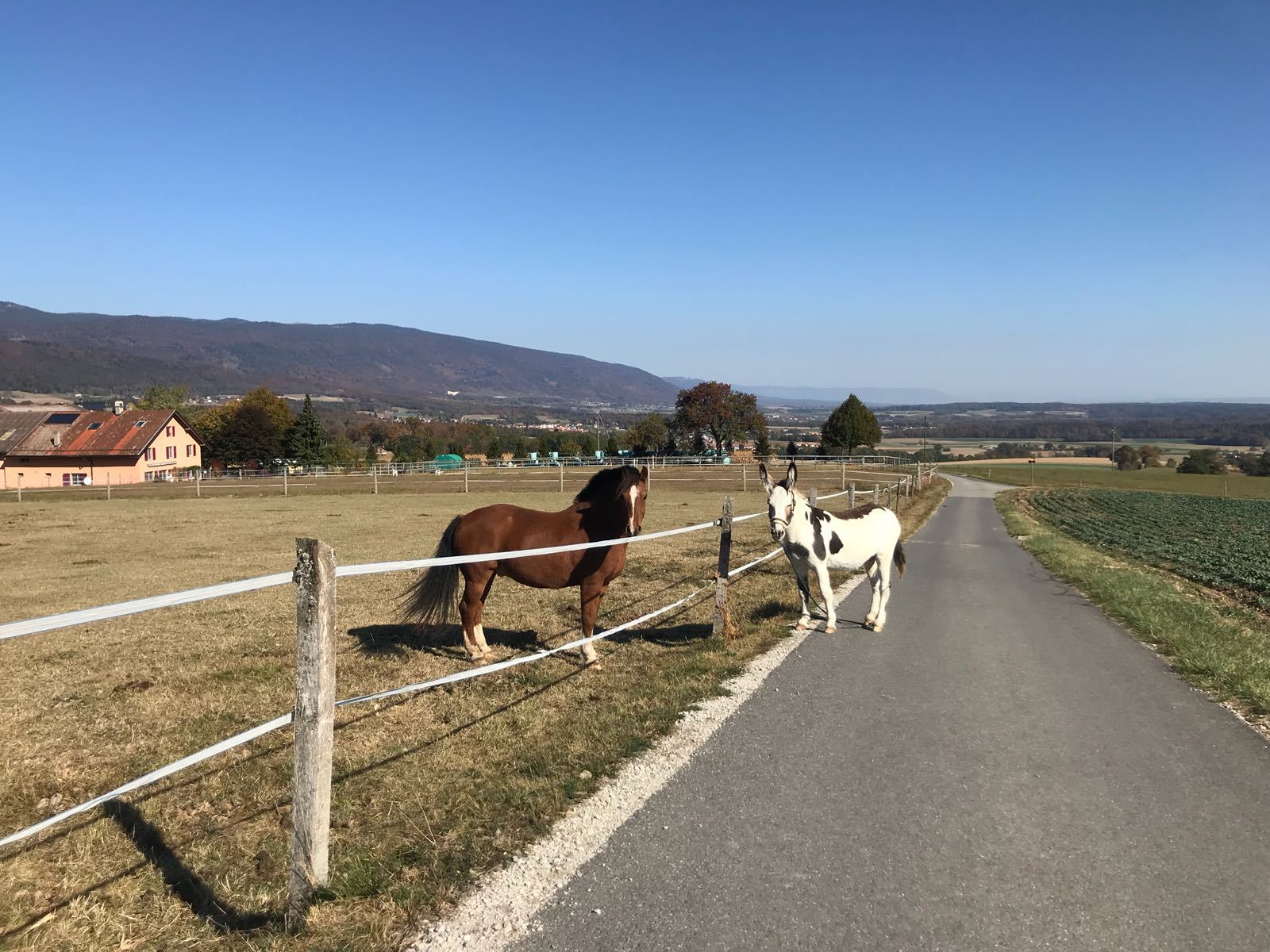 L'âne Oreo s'est enfui de son enclos à Gilly et a été retrouvé près de ce cheval, à Essertines-sur-Rolle.