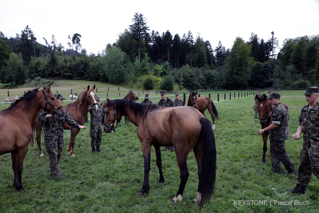 Durant l'été 2017, des dizaines de chevaux maltraités étaient récupérés par l'armée dans le canton de Thurgovie.