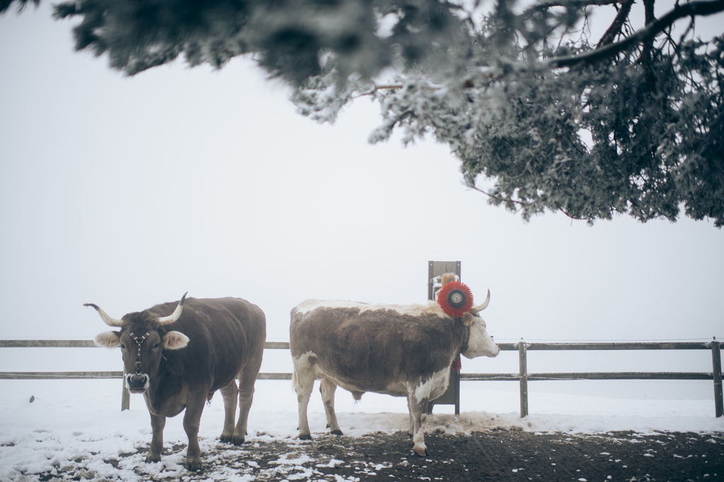 La neige pourrait descendre jusqu'à 1000 mètres d'altitude ce week-end. (illustration)