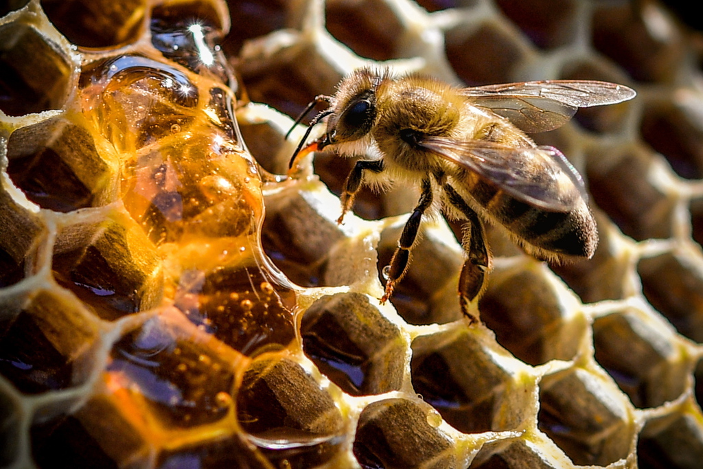 Avec une moyenne de 10,7 kg de miel par colonie d'abeille, la récolte printanière est au dessus de la moyenne à long terme.