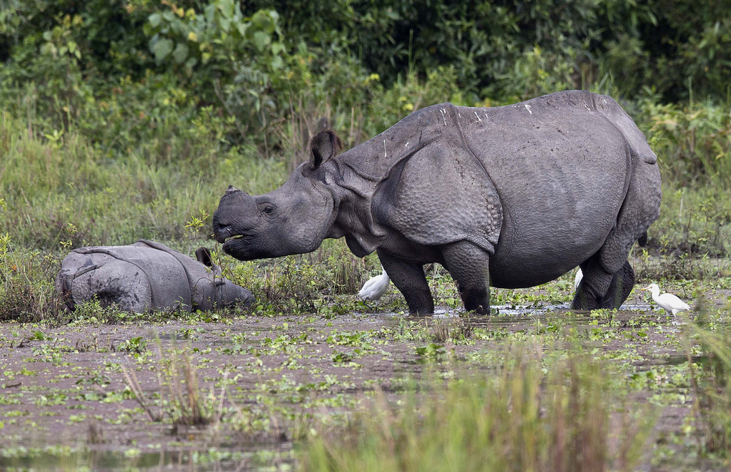 La Chine interdit totalement depuis 1993 le commerce de corne de rhinocéros et d’os de tigre.