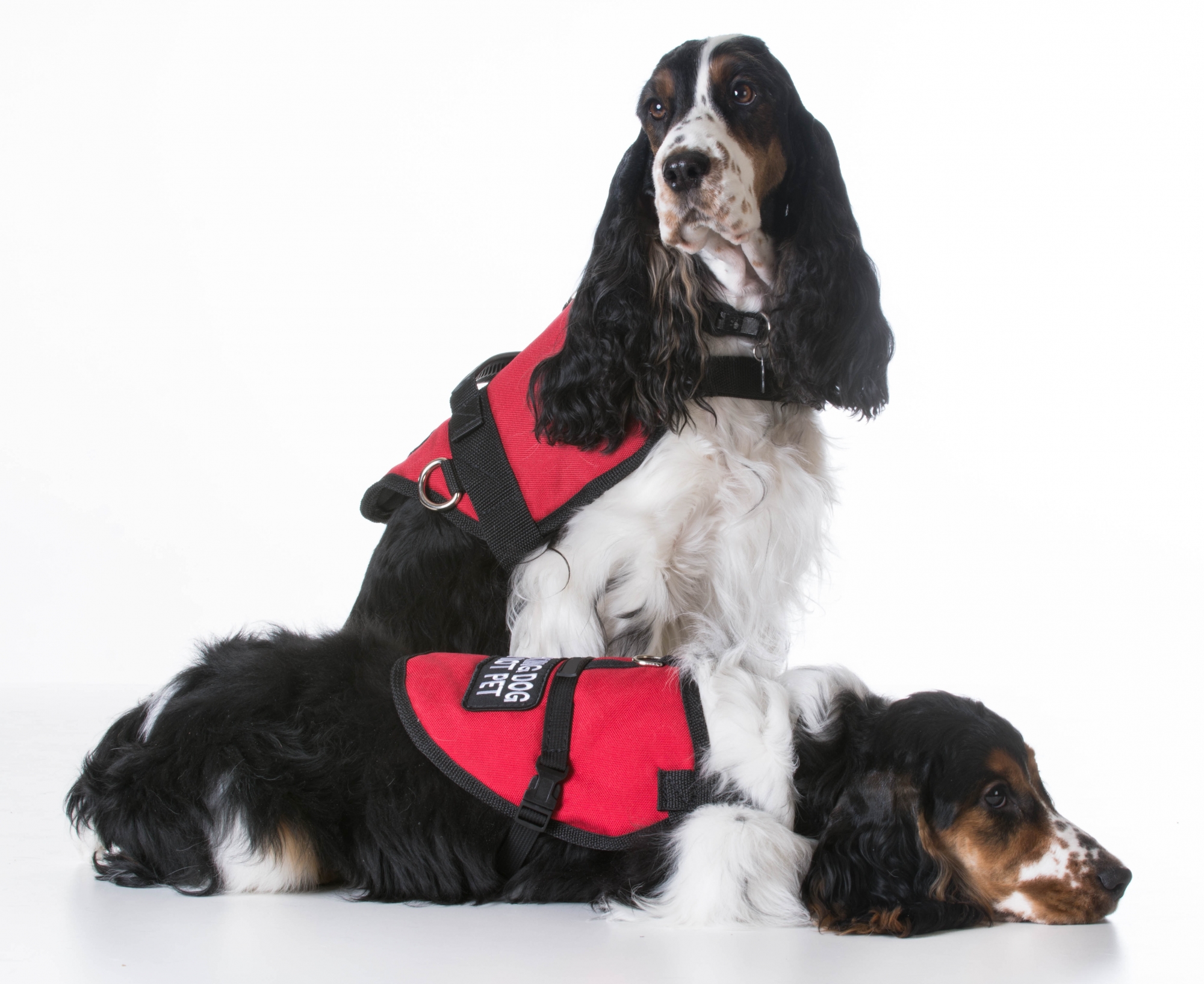 Les chiens d'assistance portent de petites vestes rouges.