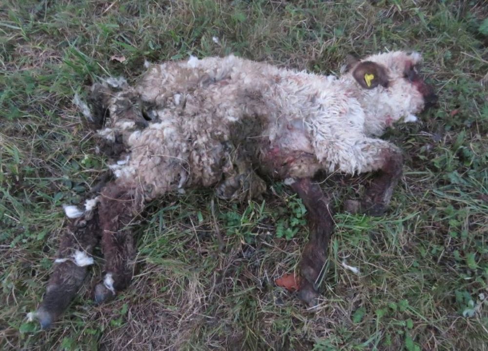 Le premier mouton mort a été découvert il y a une semaine, le deuxième trois jours plus tard.