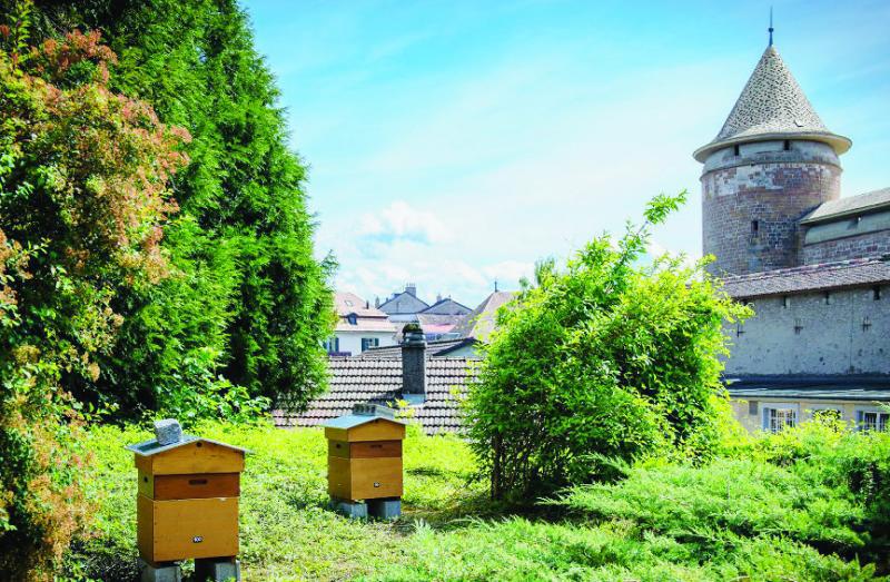 Les ruches à proximité du château de Morges.