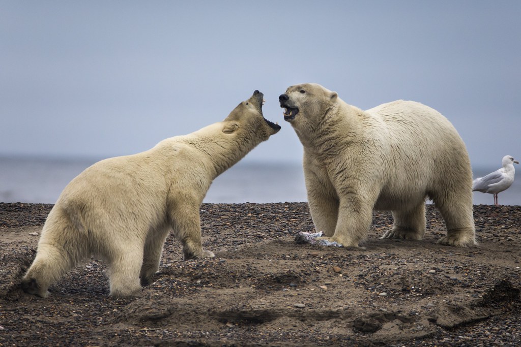 Le Canada compte quelque 15'500 ours polaires sur son territoire, soit près des deux tiers de la population planétaire de ce carnivore.