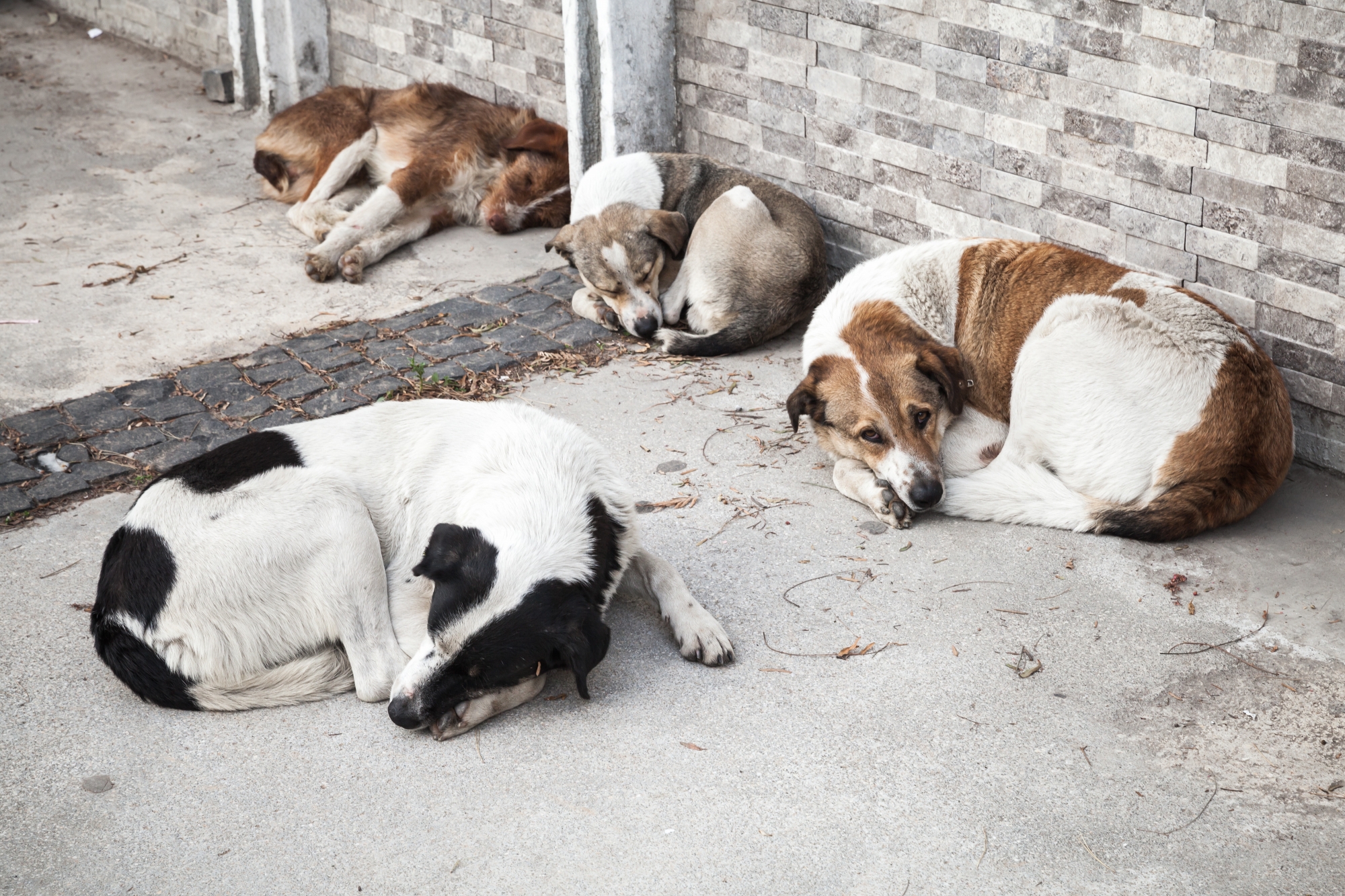 A la tête d’un institut de beauté canine à Nyon, elle détenait à son domicile une cinquantaine de chiens (photo d'illustration).
