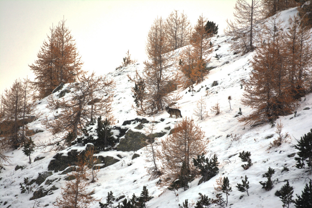 Neuf loups ont pu être formellement identifiés en Valais durant cette période. (illustration)