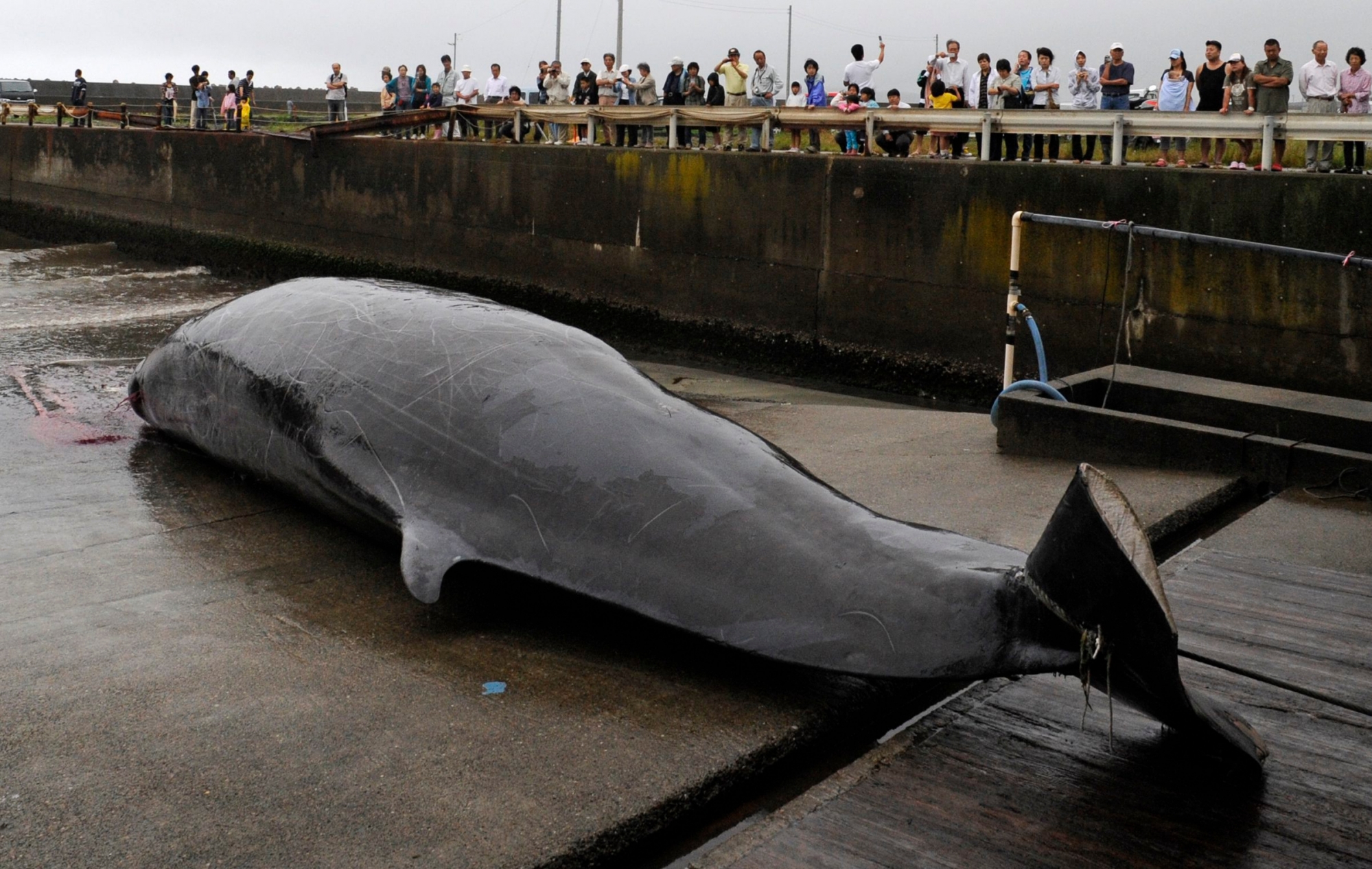 In this June 21, 2009, photo, a Baird's beaked whale, which was caught some 60 kilometers (38 miles) off the coast, is seen at a fishing port, in Wada, southeast of Tokyo. Japan announced Wednesday, Dec. 26, 2018, it is leaving the International Whaling Commission to resume hunting the animals for commercial use but said it will no longer go to the Antarctic for its much-criticized annual killings of hundreds of whales. Japan has hunted whales for centuries, but has reduced its catch following international protests and declining demand for whale meat at home.(AP Photo/Shuji Kajiyama) Japan Whaling