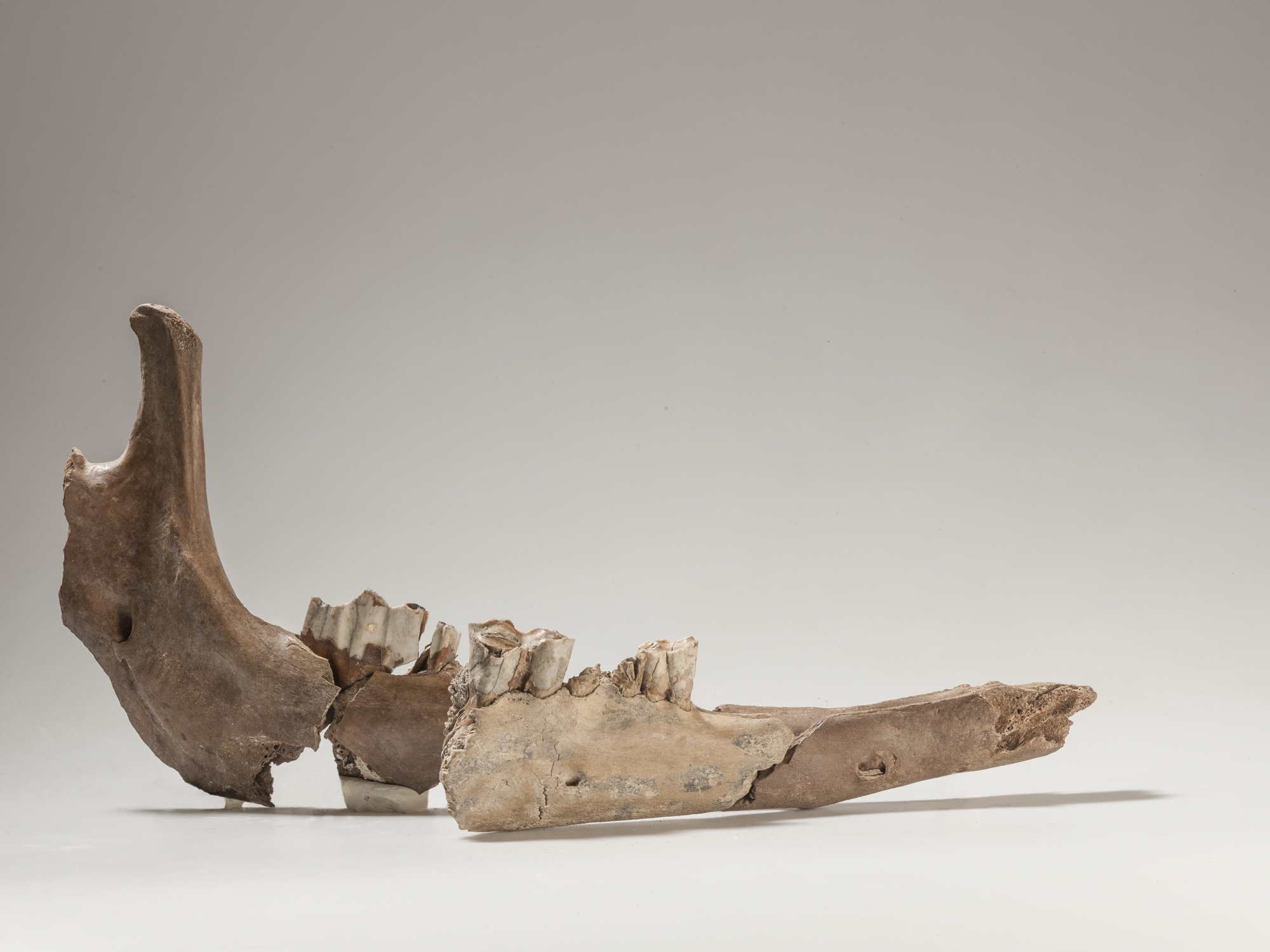 Les parties de la mandibule de chameau - retrouvées à 80 ans de distance - s'emboîtent. La pièce la plus brillante au milieu provient de la vieille excavation. 