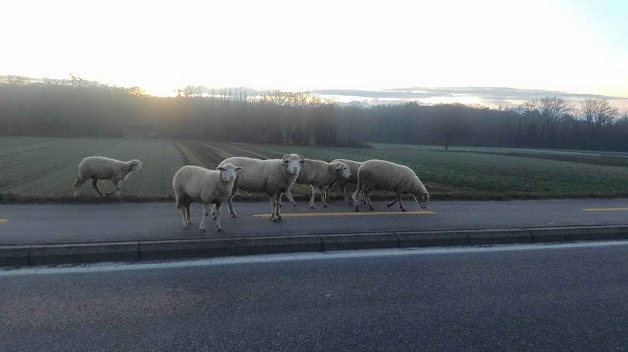 A Allaman, les moutons se sont fait la belle ce matin tôt puis sont sagement rentrés.