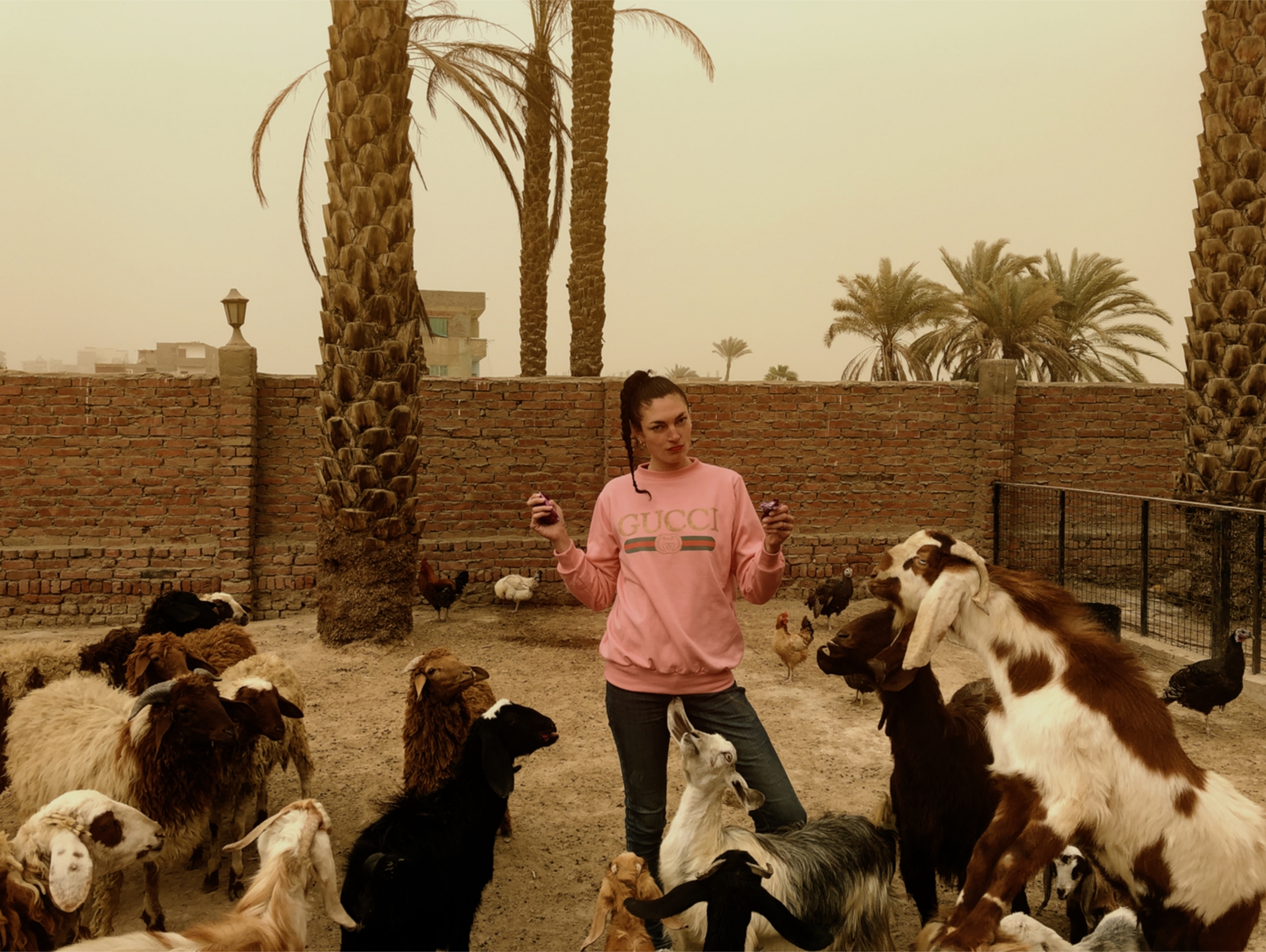 Virginie Morillo réside sur l'île d'Al Qursayah, au Caire. Point de transports, mais des chèvres!
