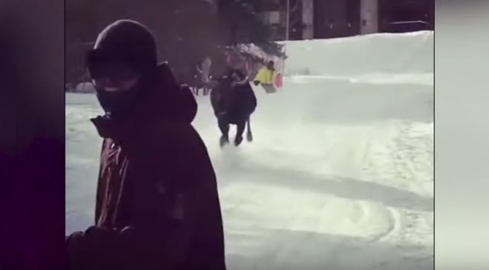 La vidéo montre un élan charger des skieurs sur une piste.