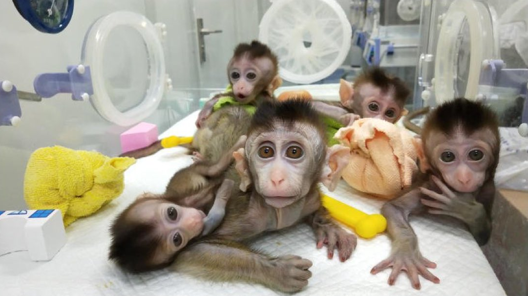 Des scientifiques chinois ont cloné cinq singes à partir d'un macaque génétiquement modifié.