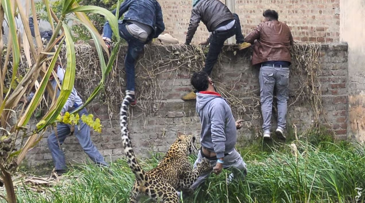 Un léopard a provoqué la panique pendant six heures dans la ville indienne de Jalandhar.