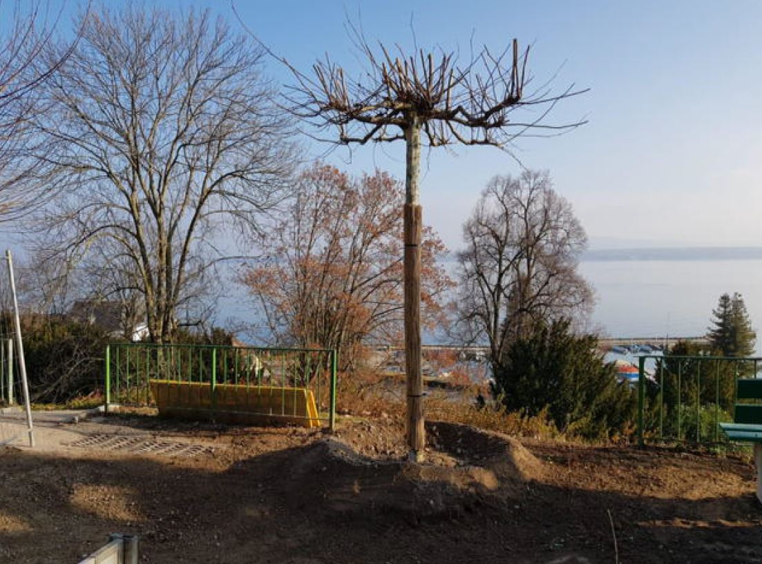 Quatre platanes ont été replantés par le service des Espaces verts de la Ville de Nyon.