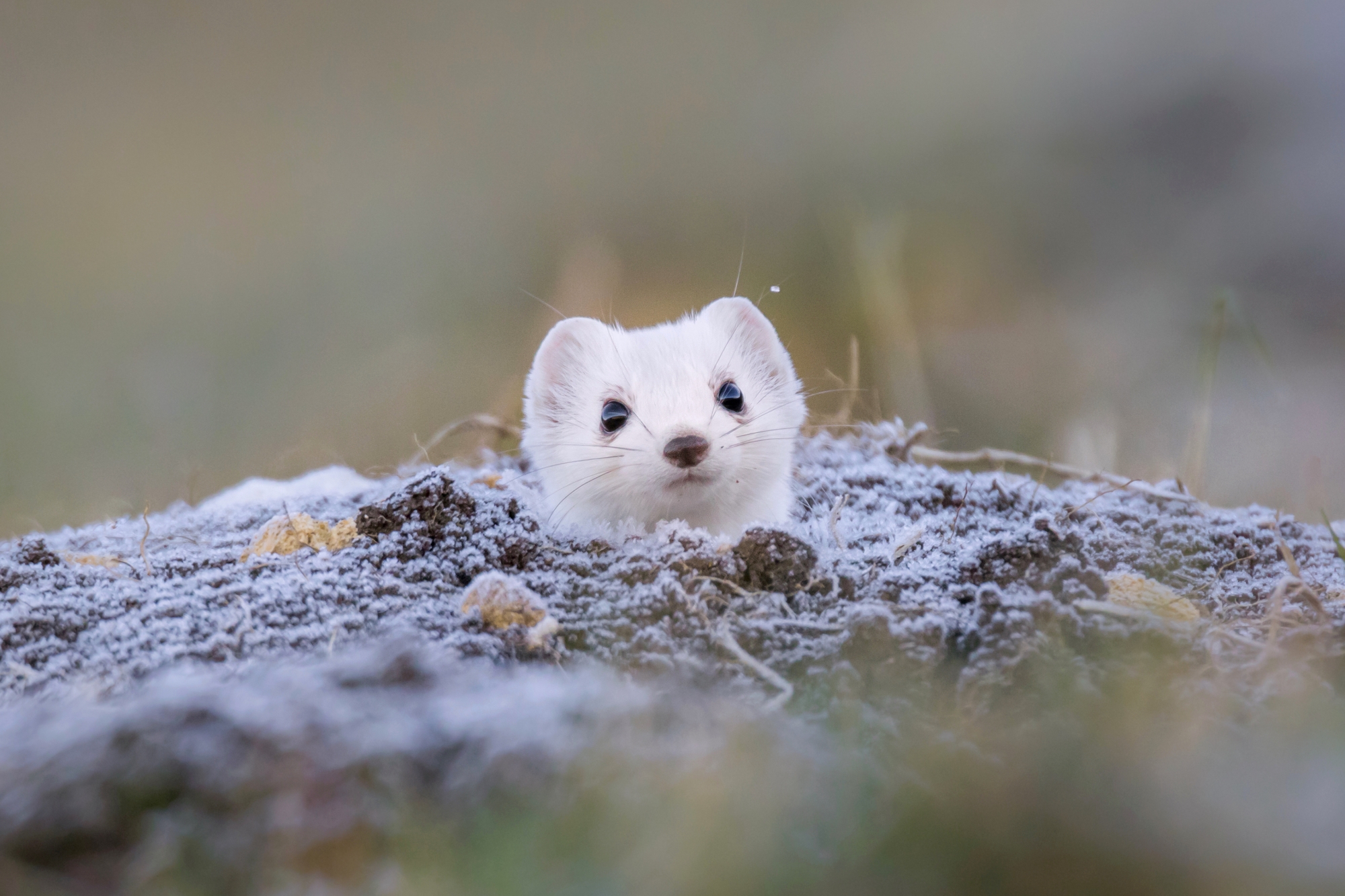 Une hermine photographiée par Fabien Chenaux.