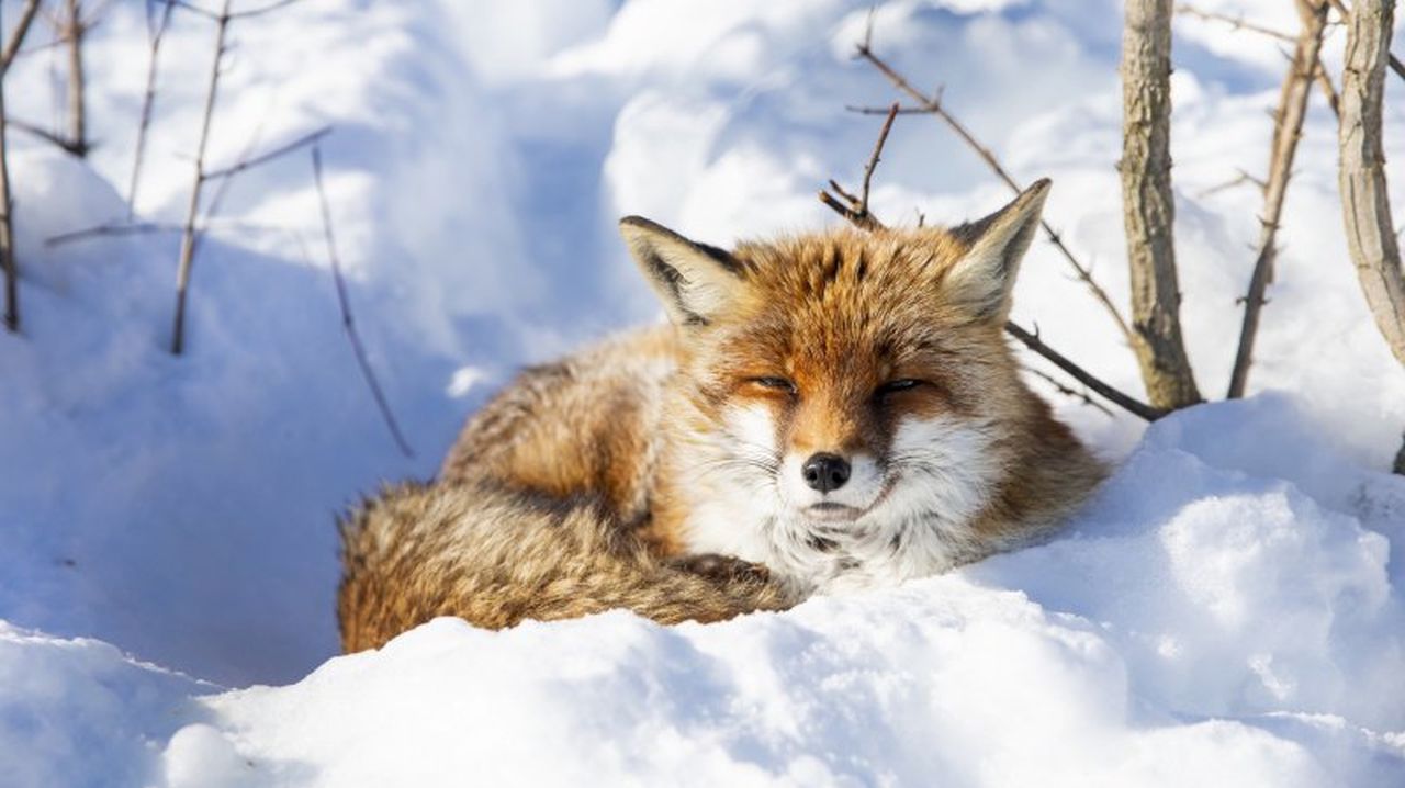 Le renard tapi dans la neige à La Garenne.