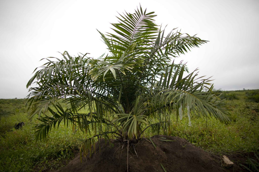 Un palmier à huile africain. L'huile de palme est l'huile végétale la plus consommée dans le monde et sa production va croissante.
