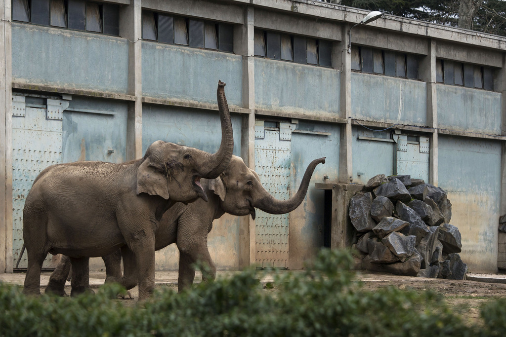 Baby et Népal, les deux éléphants lyonnais menacés d'euthanasie, obtiennent un nouveau sursis.