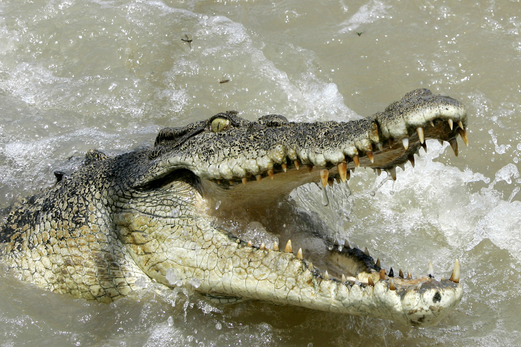 Le crocodile marin peut mesurer jusqu'à 7 mètres.