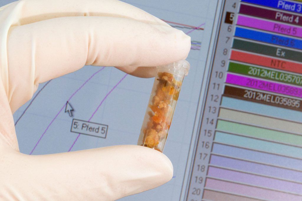 Un échantillon de viande est testé pour y détecter des traces d'ADN de cheval. 