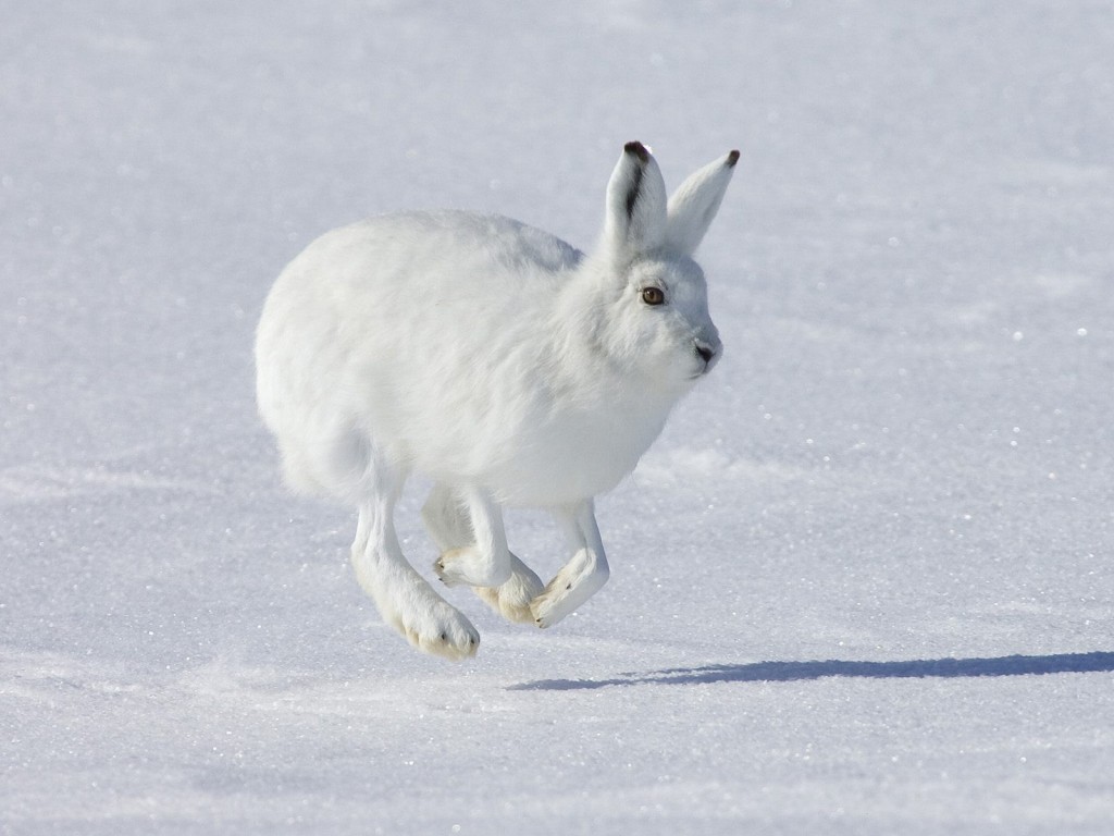 Le lièvre blanc est menacé par les skieurs.