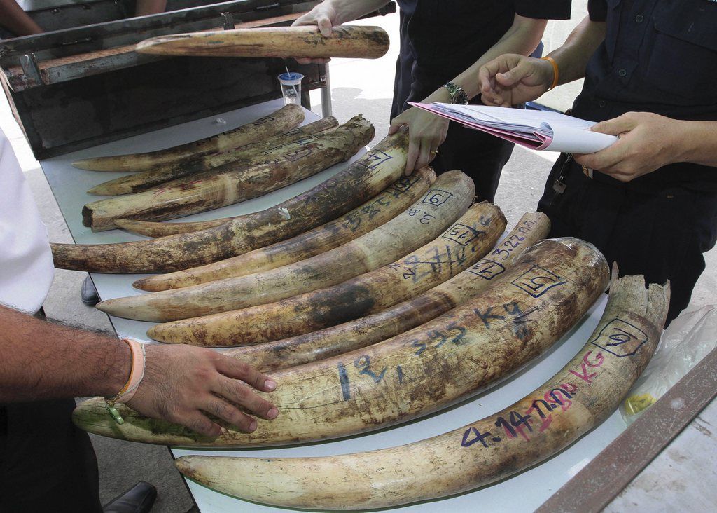 Une saisie d'ivoire à la douane Thaïlandaise.